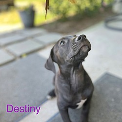 Thumbnail photo of Destiny #1