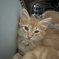 Photo of Kitten 1-4