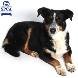 Fresno, Ca - Bernese Mountain Dog Australian Shepherd. Meet Biscuit A 