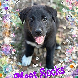 Photo of Socks