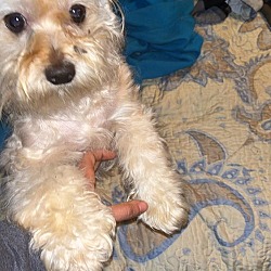 Thumbnail photo of Oso, a Yorkie-Shi Tzu mix male #4