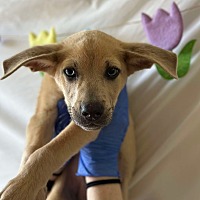 adopt a pet