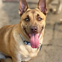 adopt a pet