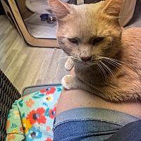 adopt a pet