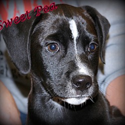 Thumbnail photo of Sweet Pea~adopted! #1