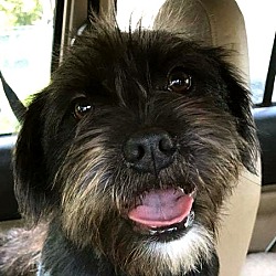 Thumbnail photo of JerryLeeLewis - Adopted! #1
