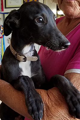 whippet looking for a home