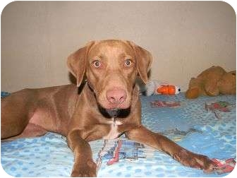 Vizsla Weimaraner Mix Dog - Goldenacresdogs.com