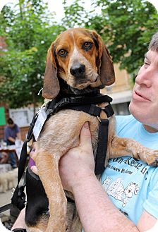 bluetick coonhound puppies for sale in ohio boomer in delhi foster adopted dog cincinnati oh beagle bluetick coonhound puppies for sale in ohio boomer in delhi foster adopted dog cincinnati oh beagle
