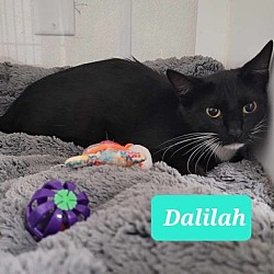 Thumbnail photo of Dalilah #3
