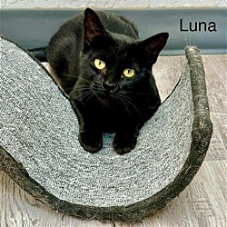 Photo of Luna