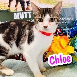 Thumbnail photo of Chloe #1