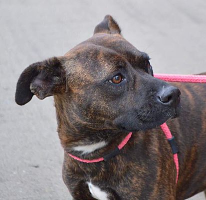 CRANSTON, RI - Labrador Retriever/Plott Hound. Meet CHERRY a Pet for ...