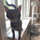 Adopt A Pet :: Jabberwocky - South Haven, MI