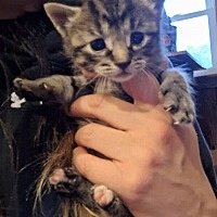 adopt-pet