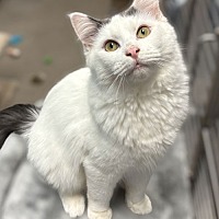 adopt-pet
