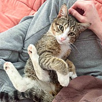 adopt a pet