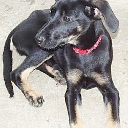 Thumbnail photo of Ria, best hound shep baby! #2