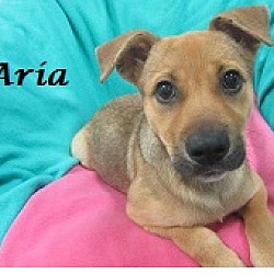 Thumbnail photo of Aria #1