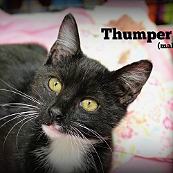 Thumbnail photo of Thumper #2