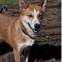 Camp Papillon Animal Shelter in Stroudsburg, Pennsylvania