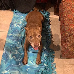 Thumbnail photo of Rufus #4