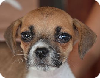 88+ Chihuahua Beagle Mix Puppies For Sale