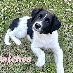 Thumbnail photo of PATCHES #4