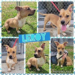 Photo of Leroy