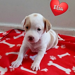 Thumbnail photo of Elsa (Blessed Pups) #3