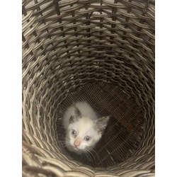 Thumbnail photo of Tofu #2