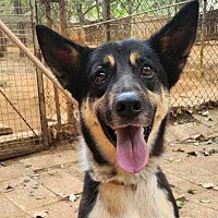 adopt a pet