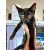 adopt-pet