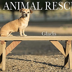 Thumbnail photo of Gladis #4