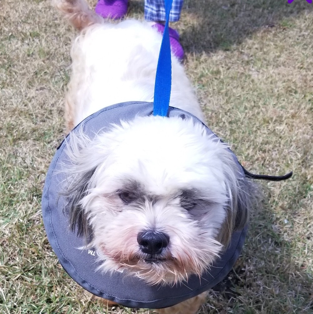 lhasa apso limping back leg