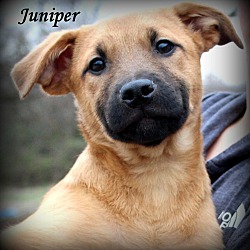 Thumbnail photo of Juniper ~ adopted! #1