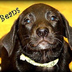 Thumbnail photo of Beans ~ meet me! #1