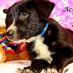 Thumbnail photo of Ace~adopted! #3