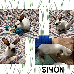 Thumbnail photo of Simon #1