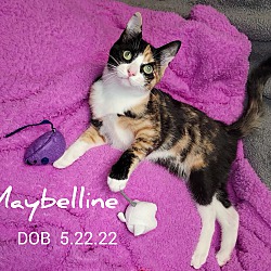 Photo of Maybelline