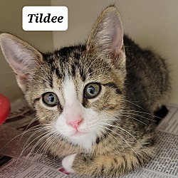 Photo of Tildee