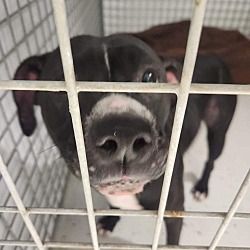 Thumbnail photo of Dogs at Shelter - Extra Urgent #3