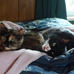 Photo of Pebbles and Bam-Bam