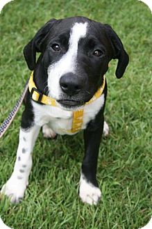 bluetick coonhound border collie mix