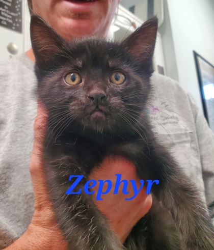 Photo of Zephyr
