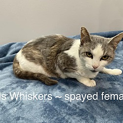 Photo of Ms Whiskers