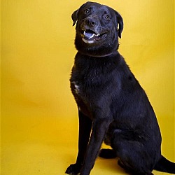 Thumbnail photo of Beau - $75 Adoption Fee!  Diamond Dog! #1