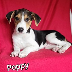 Photo of Poppy