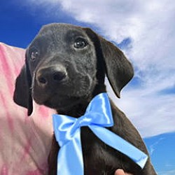 Thumbnail photo of Male black lab pup #1