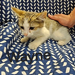 Thumbnail photo of Wayne #2